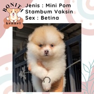 Mini Pom Snow White Stambum Anak Anjing Minipom Putih Pomeranian Berkualitas