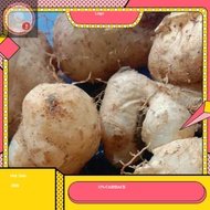 ubi gembili-umbi gembili fresh 1 kg