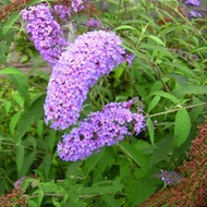 Ready Stock Quick Shipping Drunk Fish Grass Seeds Drunk Fish Grass Fry Plants Years Raw Plants Drunk