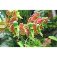 Ready stock~Pokok Hidup bunga burung/ Emerald bird cactus plant/ petilanthus