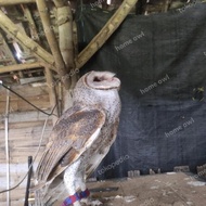 Tyto Alba Burung Hantu Barn Owl (Ecer)