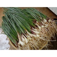 Fresh Chives Vegetable Chives Seeds 1Kg Cheap