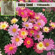 150pcs Assorted Daisy Flower Seeds Buto Ng Bulaklak African Daisy Flowering Plants Seeds Indoor Orna