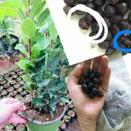 ❉Laurel Bayleaf Seeds (high rate germination)