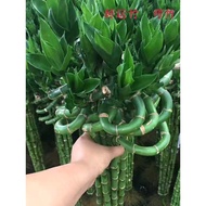 Fortune Bamboo Transfer Bamboo Plant Water Cultivation Potted Plant Living Room Curved Bamboo Dragon