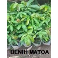 Anak Pokok Matoa (5pokok)