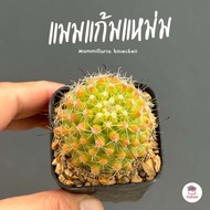 แมมแก้มแหม่ม Mammillaria bineckeii แคคตัส กระบองเพชร cactus&amp;succulent