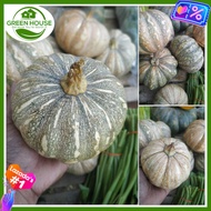 Green House® - Mini Squash Lagkitan Seeds for Planting Vegetable Plants (20 Seed) Dwarf Kalabasa F1