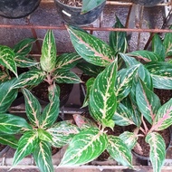 tanaman aglonema butterfly/tanaman hias murah/aglonema