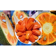 Indo mit seedling with red flesh and yellow flesh