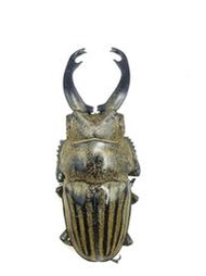 Odontolabis striata.麋鹿鬼豔鍬形蟲+40mm