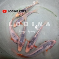 READY Ikan Koi bibit Ashagi