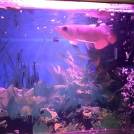 HST Arwana Golden Red Bersertifikat, Ikan Arowana Golden Red