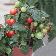 Biji Benih Tomato Renek /Dwarf Tomato Seeds 盆栽小番茄种子