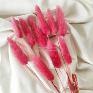 Dried Candy Colour Lagurus/Rabbit Tail Kelinci Bunga Kering Warna - RED