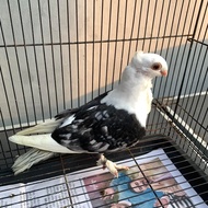 MERPATI HIAS JAMBUL TURKI SANTINET BURUNG DARA HIAS