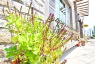 墾丁尋夢園民宿Kenting Dream B&B