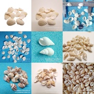 Snail shells for aquarium decoration, aquarium decoration, snail shells for turtle tank decoration