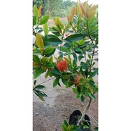 pokok bunga penda/bunga jambu/jambu bunga/ Xanthostemon chrysanthus) kesukaan kelulut