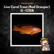 CORAL TROUT / RED GROUPER
