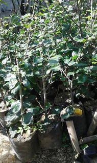 Bibit Buah Pir Coklat