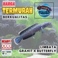 Terlaris! Limbata Granit - Limbata - Limbata Granit x Butterfly Full