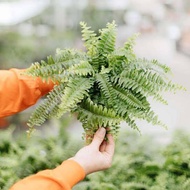 Boston Fern/Pako with FREE garden soil (Best for Hanging Decoration, Indoor/Outdoor Plant) - TGC