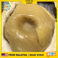 Anak Pokok Durian D24 Sultan King Import Dari Thailand