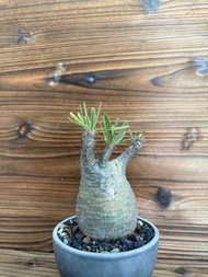 馬達加斯加象牙宫 caudex Pachypodium gracilius 塊根植 物鉢 多肉 定植