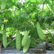 50 Bitter Melon SEEDS - GREEN Bitter Gourd