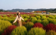 Seoul Tour | Autumn Flowers One Day Tour in Gyeonggi-do / Incheon