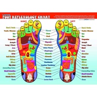 Foot Reflexology Poster Chart Big LK23