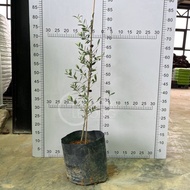 TKL - Olea Europaea Olive Tree Pokok Zaitun Slim (Polybag12x12) 70-80cm 橄榄树-中苗(黑袋装12x12) 70-80cm