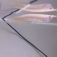 Ikan Arwana Silver Albino Gratisongkir