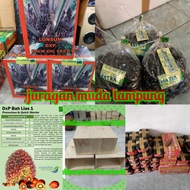 benih bibit kecambah sawit varietas D x P Lonsum bah lias 2 Benih berkualitas pelepah pendek