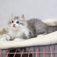 kucing mainecoon lucu jantan