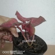 Red double leafs caladium