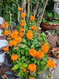 ต้นสังกรณีใบมัน"☘️🌿🍀  ดอกไม้ในตำนาน เลี้ยงง่าย ออกดอกตลอดปี