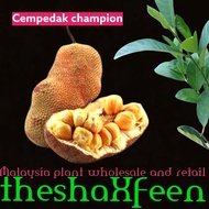 Pokok cempedak champion theshaxfeen