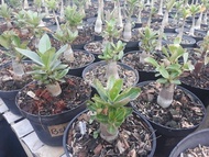 Tanaman Hias Adenium Arabicum Black Ship Usia 6 - 9 Bulan