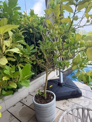 戶外/露台盆栽 檸檬樹共兩棵（連精美花盆，一高一矮）可單買