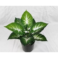 Plant Philodendron Zebra artificial with pot, home decor, indoor, garden Aplant670