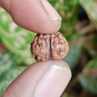 Rudraksha Mukhi 1 (1 Face) Medium Size Round