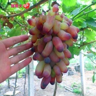 Grafting Grape Seedlings Seedless Grape Seedlings Grapes Seedless Grape Seedlings Balcony Garden Pot