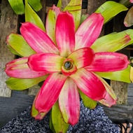 Bromeliad Neo Fruity - Bunga nenas viral / Gha Garden House