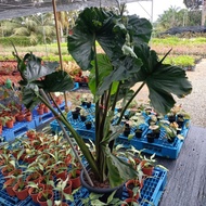 (Flower Plant) Alocasia Macrorrhiza ‘Stingray’alocasia sarian