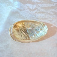 Abalone Shell Haliotis Semiplicata Abalone Shell by Kharisma Batok Indonesia