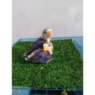 LolohanAnakan Burung Lovebird VioletFC Jinak Stok Terbatas