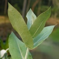 [Dhyana] 100% Eucalyptus Globulus essential oil