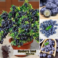 [Easy To Grow In ] 30 Seeds Edible Blueberry Tree Seeds Sweet Fruit Seeds Bonsai Fruit Plant   Kelad
